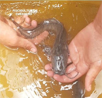Peixe Bagre Africano