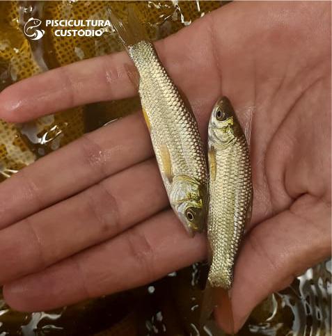 VENDA DE ALEVINOS DE CARPA CAPIM EM MOGI DAS CRUZES E REGIÃO