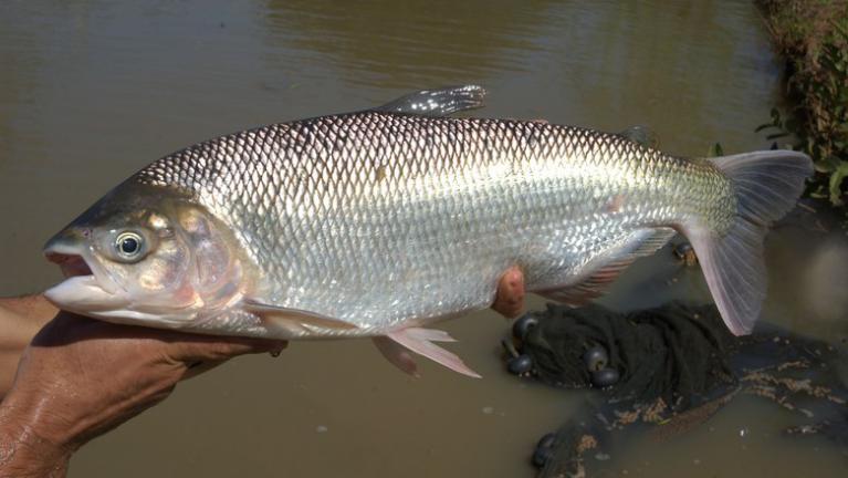Alevino de Matrinchã para Criação em Cativeiro Alevino de Matrinchã para Criação em Cativeiro