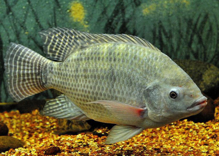 ALEVINOS DE TILÁPIA TAILANDESA EM MOGI DAS CRUZES E SÃO PAULO ALEVINOS DE TILÁPIA TAILANDESA EM MOGI DAS CRUZES E SÃO PAULO