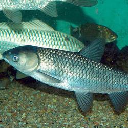 Alevino de Carpa Capim