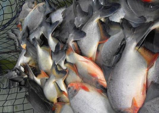 Filhotes de Pacu Patinga para Criadores em SP Filhotes de Pacu Patinga para Criadores em SP