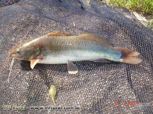 Peixe jundiá cinza Peixe jundiá cinza