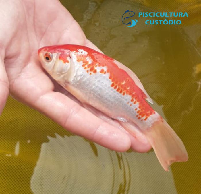 peixe kynguyo peixe kynguyo