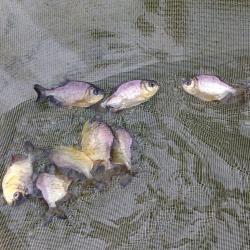 Alevino de Pacu Caranha