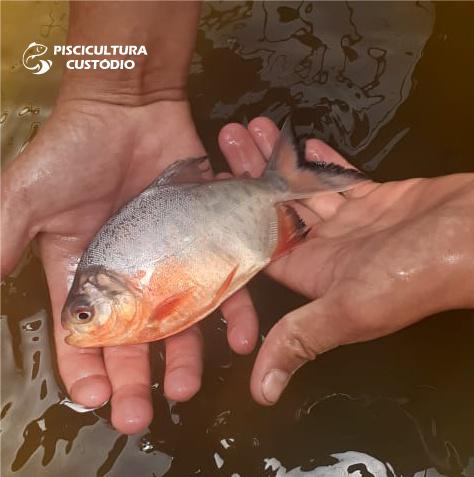 Pacu Patinga Alevino