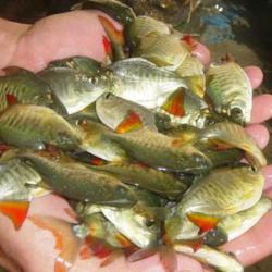 Alevino de Pacu Patinga