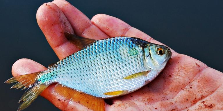 Peixe lambari Peixe lambari