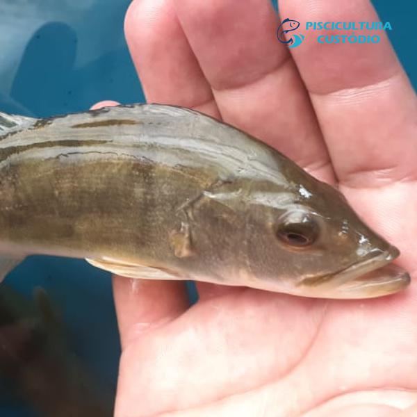 Peixe tucunaré para criação em cativeiro