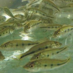 Alevino de Tucunaré