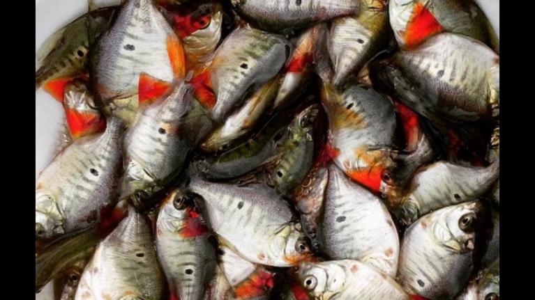 Venda de Alevino de Tambacu para Criatórios em SP Venda de Alevino de Tambacu para Criatórios em SP